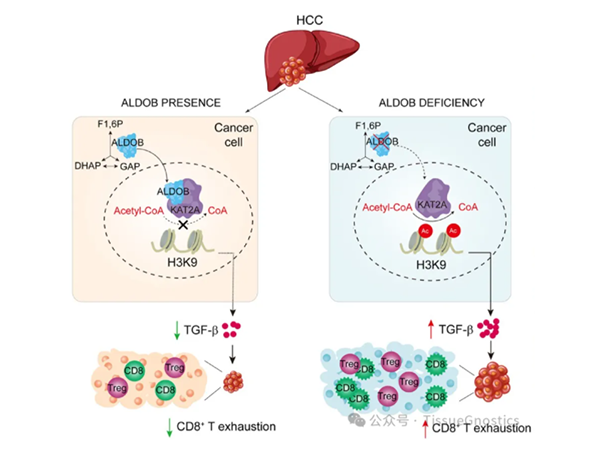 Hepatology | 中国科学院上海营养