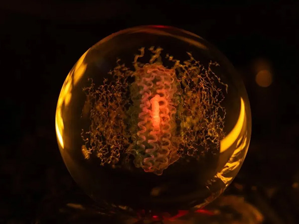 西湖大学Nature: 世界首个从头设计的跨